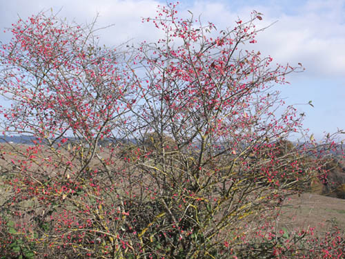 Euonymus eureopaeus